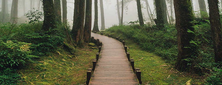 Trabajos Forestales